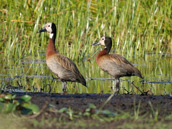 White-faced whistling duck (Dendrocygna viduata)